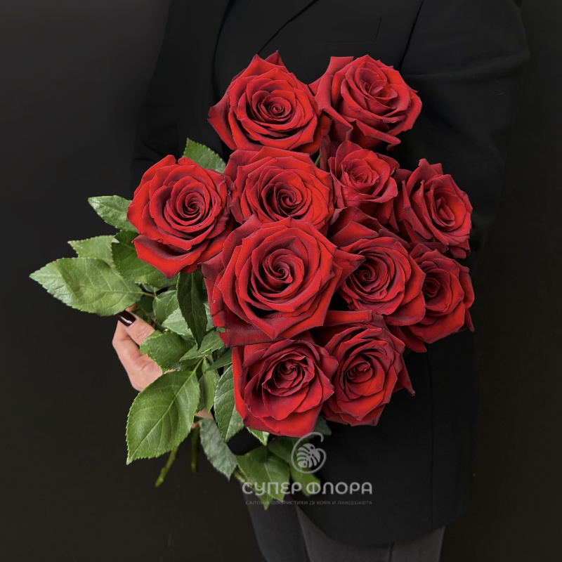 Розы &laquo;Explorer&raquo;