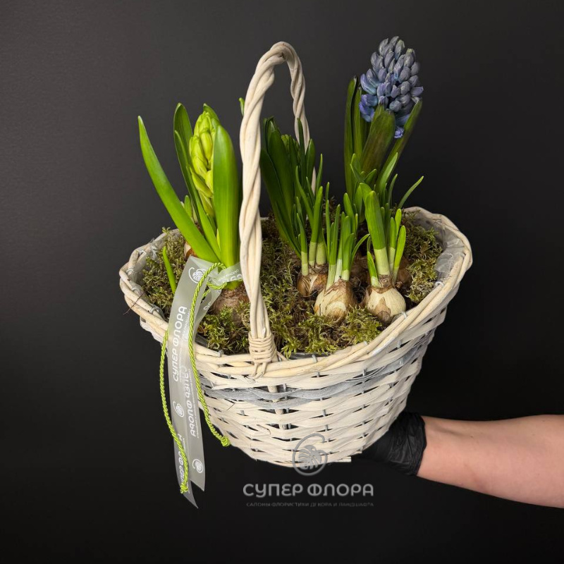 Луковичная композиция &laquo;Карла&raquo;