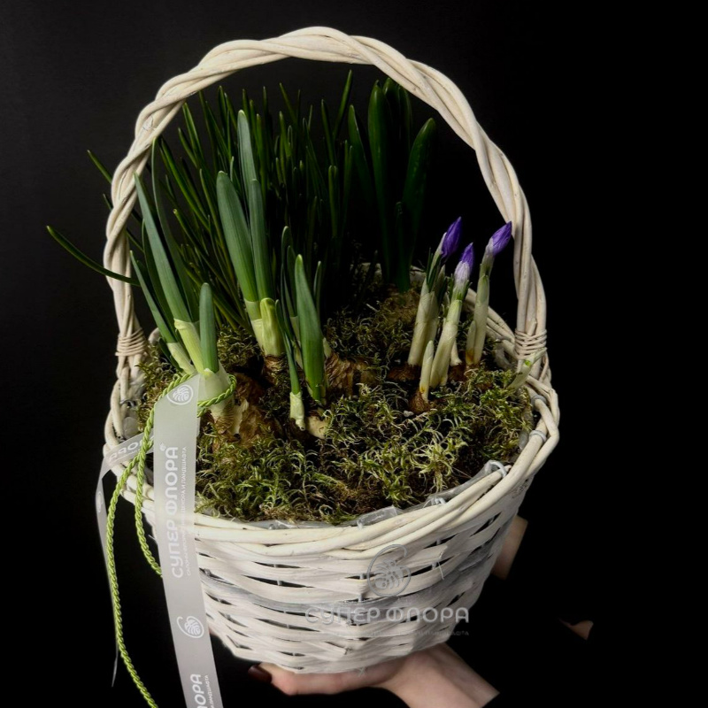 Корзина &laquo; Весна " ( Северная )