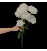 Хризантема куст.белая