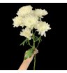 Хризантема куст.желтая