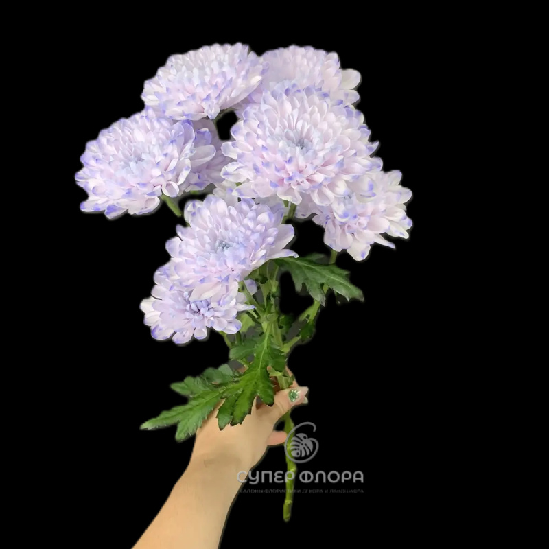 Хризантема куст.синяя
