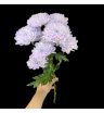 Хризантема куст.синяя