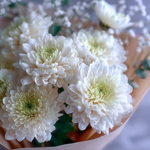 Хризантемы