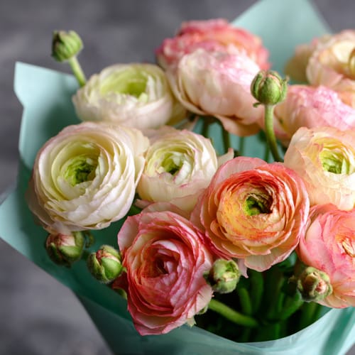 Ранункулюсы